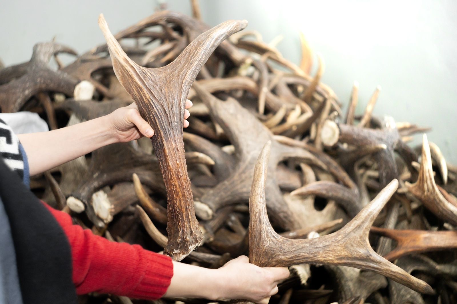 Moose horns