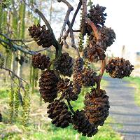 Indian Alder Cones